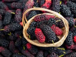 10 Manfaat Buah Murbei Ini akan Membuat Anda Menyukai Buah Ini