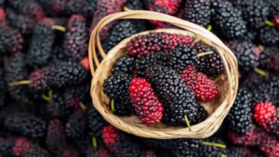 10 Manfaat Buah Murbei Ini akan Membuat Anda Menyukai Buah Ini