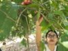 Musim Panen Raya Jambu Desa Pranan Sukoharjo, Sehari Mampu Hasilkan 20 Ton