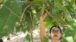 Musim Panen Raya Jambu Desa Pranan Sukoharjo, Sehari Mampu Hasilkan 20 Ton