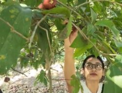 Musim Panen Raya Jambu Desa Pranan Sukoharjo, Sehari Mampu Hasilkan 20 Ton