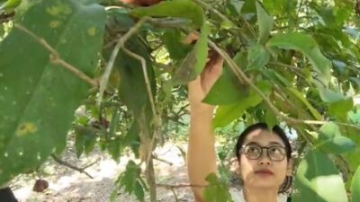 Musim Panen Raya Jambu Desa Pranan Sukoharjo, Sehari Mampu Hasilkan 20 Ton