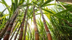 Komitmen Bulog untuk Penyerapan Tebu Petani Blora