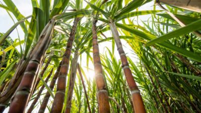 Komitmen Bulog untuk Penyerapan Tebu Petani Blora