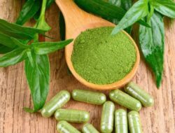 Diabetes, Sakit Tenggorokan, dan Banyak Lagi! Ini 12 Manfaat Tanaman Herbal Pahit Sambiloto