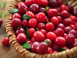 Cranberry: 9 Manfaat yang akan Membuat Anda Memasukkannya ke Dalam Pola Makan Anda