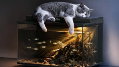 Xiaomi Meluncurkan Mijia Smart Fish Tank 2 Pro dengan Fitur Pemberi Makan Otomatis, Sirkulasi Air Khusus, dan Layar LCD 1,47 Inci