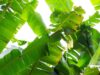 6 Manfaat Daun Pisang untuk Kesehatan Lambung, Kulit, dan Sistem Kekebalan Tubuh