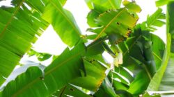 6 Manfaat Daun Pisang untuk Kesehatan Lambung, Kulit, dan Sistem Kekebalan Tubuh