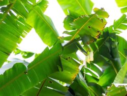 6 Manfaat Daun Pisang untuk Kesehatan Lambung, Kulit, dan Sistem Kekebalan Tubuh