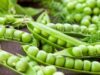 Mengapa Kacang Polong Baik untuk Kesehatan? Ini 7 Manfaat yang Perlu Anda Ketahui