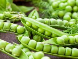 Mengapa Kacang Polong Baik untuk Kesehatan? Ini 7 Manfaat yang Perlu Anda Ketahui