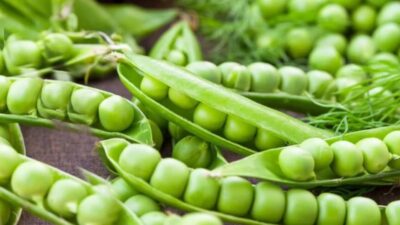 Mengapa Kacang Polong Baik untuk Kesehatan? Ini 7 Manfaat yang Perlu Anda Ketahui