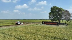 SHS Dorong Indonesia Bangun Kekuatan Genetika Tropis untuk Memperkuat Kemandirian Benih