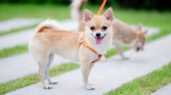 Yang Belum Tahu, Berikut Ini Hukum Jual Beli Anjing