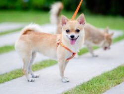Yang Belum Tahu, Berikut Ini Hukum Jual Beli Anjing