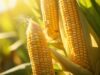 Berikut Ini 8 Manfaat Kesehatan Jagung yang Perlu Anda Ketahui