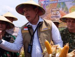 Tambahan 150 Ribu Ton SPHP Jagung hingga Akhir 2026, Penyaluran Bulog Capai 66 Persen