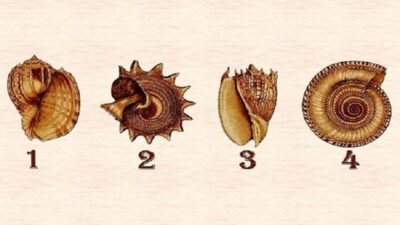 Tes Kepribadian: Ungkap Rahasia Terdalam Anda dengan Memilih Kerang Favorit