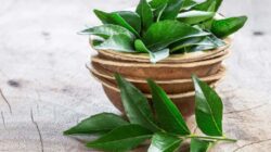 Cek di Sini, Berikut Ini Manfaat Kesehatan Minum Air Rebusan Daun Kari di Pagi Hari