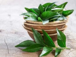Cek di Sini, Berikut Ini Manfaat Kesehatan Minum Air Rebusan Daun Kari di Pagi Hari