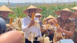 Plt Bupati Sukoharjo Dampingi Gubernur Jateng Panen Jagung di Desa Karanganyar