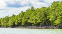 Progres Terbaru tentang Proyek “Giant Sea Wall” Pantura, Pemerintah Masifkan Penanaman Mengrove