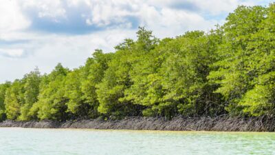 Progres Terbaru tentang Proyek “Giant Sea Wall” Pantura, Pemerintah Masifkan Penanaman Mengrove