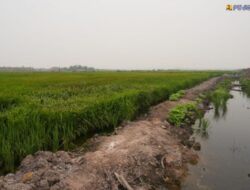 Kementerian PU Siapkan Tujuh Sumur Dalam di KSPEAN Wanam untuk Memperkuat Pasokan Air Irigasi Pertanian