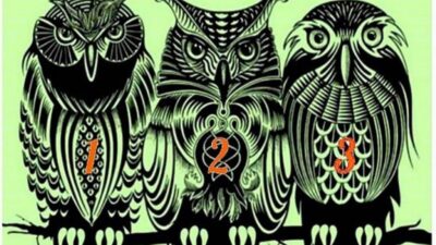 Tes Psikologi: Pilih Burung Hantu Favorit dan Terimalah Pesan Khusus untuk Anda